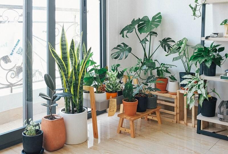 plantas para tener en apartamento cuidado facil
