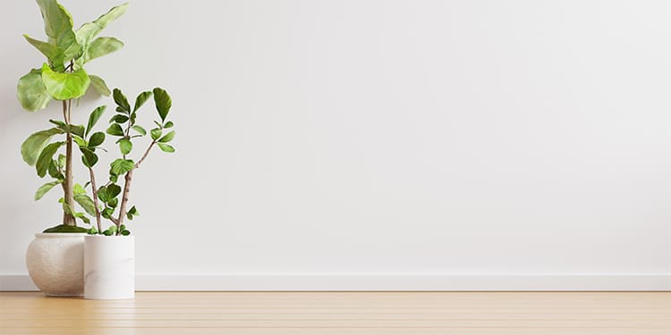 Las plantas aportan vida y bienestar a nuestras casas