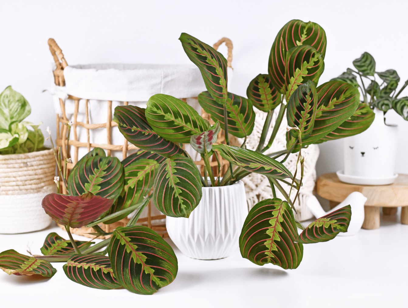 Marantaceae en maceta cuidar en apartamento