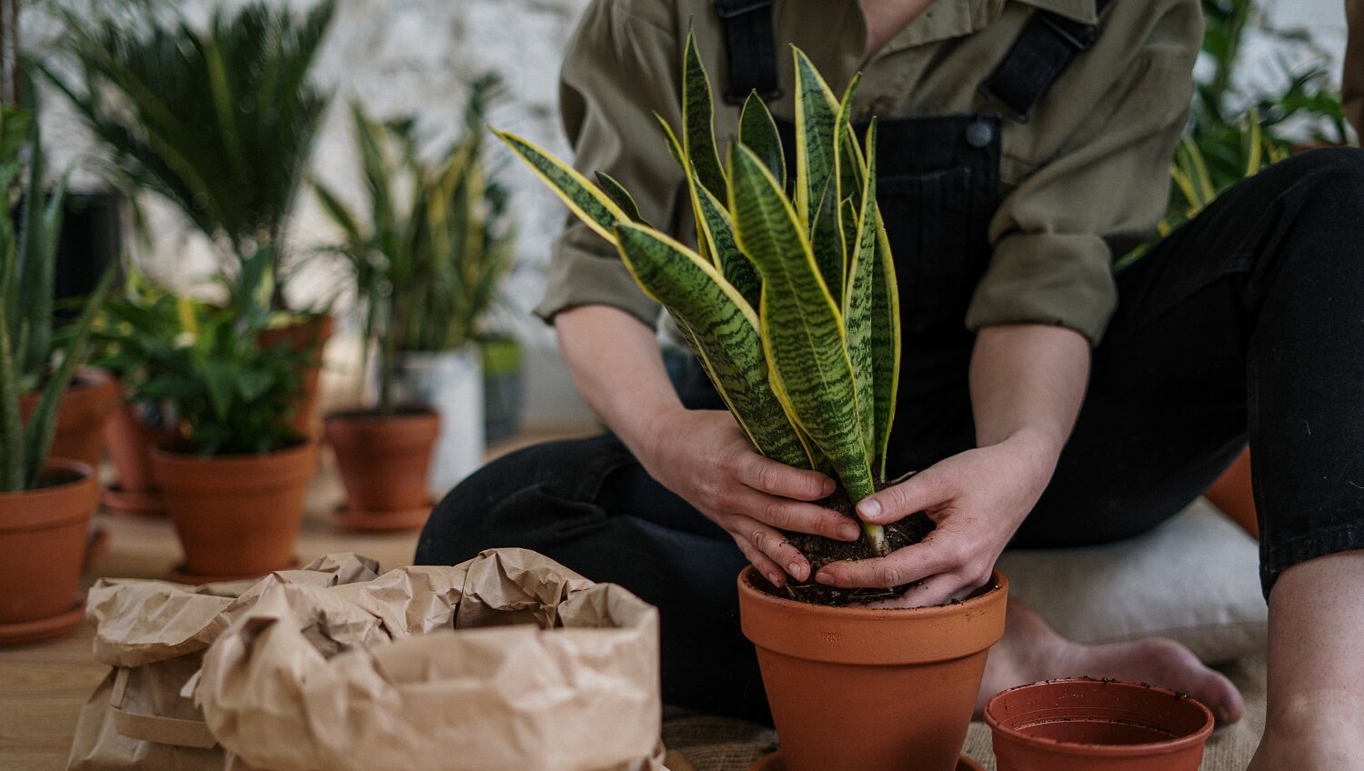 Sansevieria como cuidar