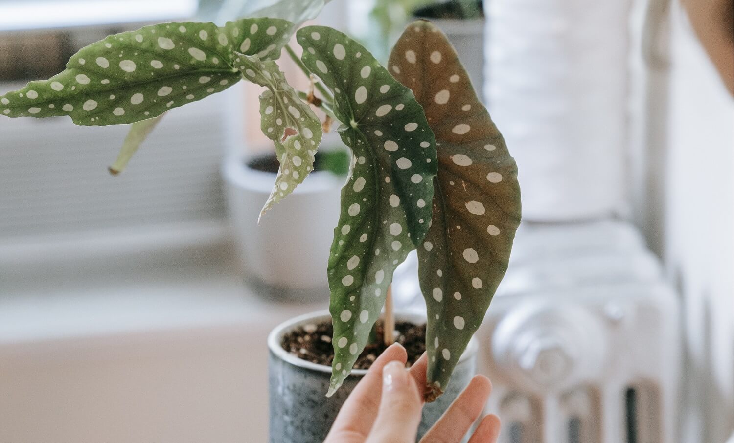 begonia planta facil de cuidar
