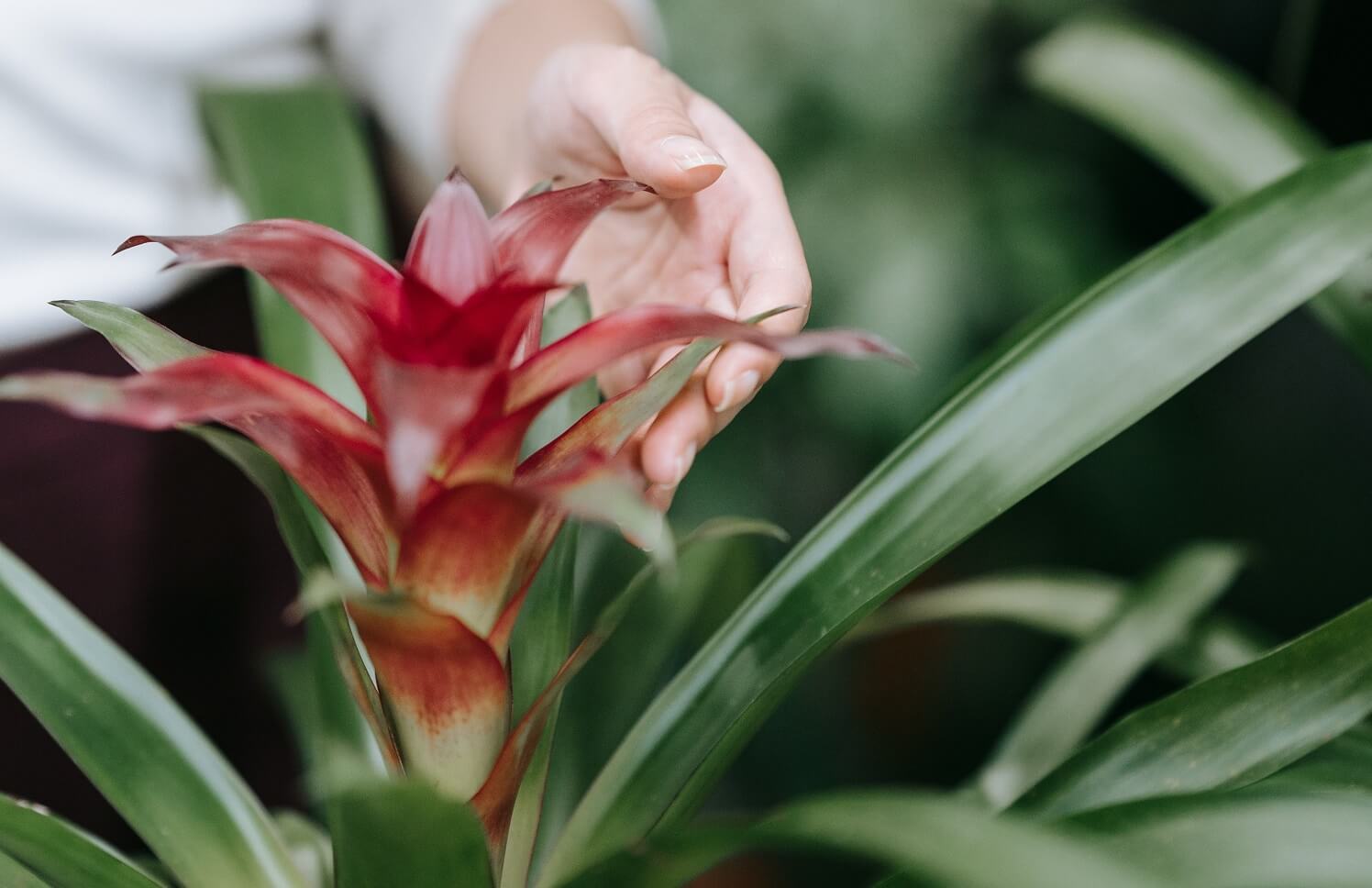 Bromelia en piso maceta