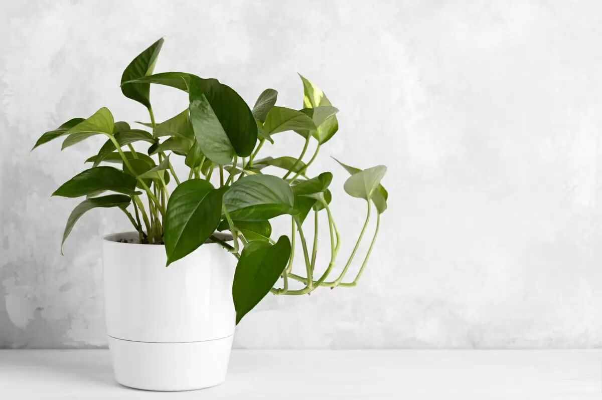 pothos en maceta decorativa en apartamento